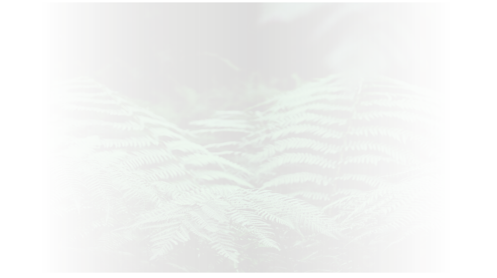 New Zealand fern plant