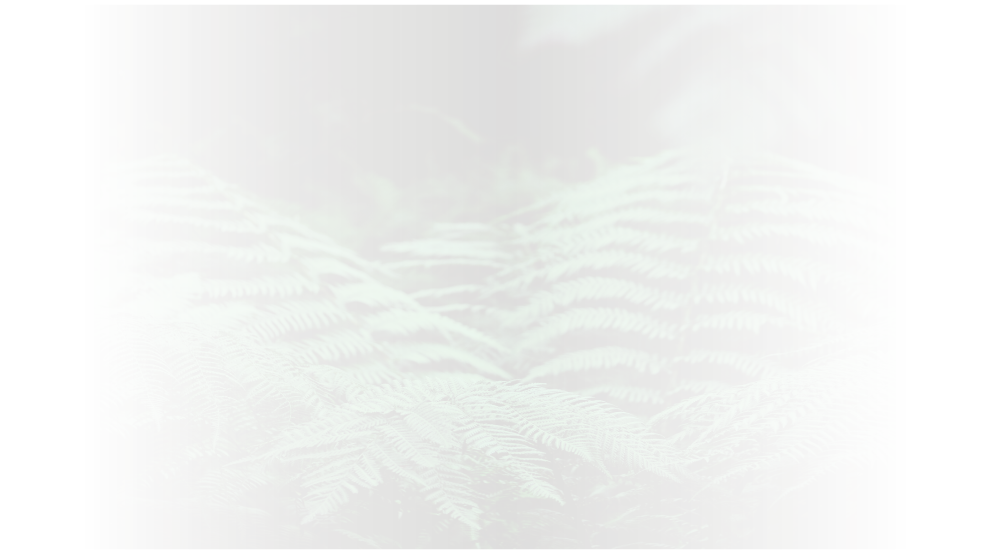 New Zealand fern plant